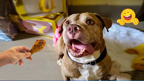 2025’s Funniest Dogs & Cats 😂 You Won’t Stop Laughing! | You Laugh You lose 😍😸😹 #Ep75