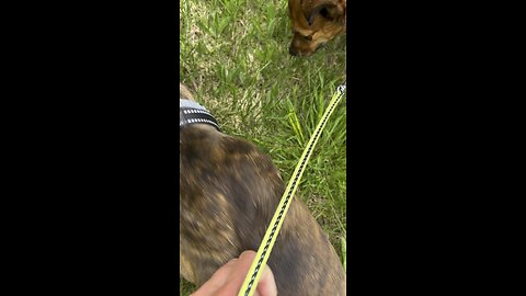 Two Dogs & A Field Mouse