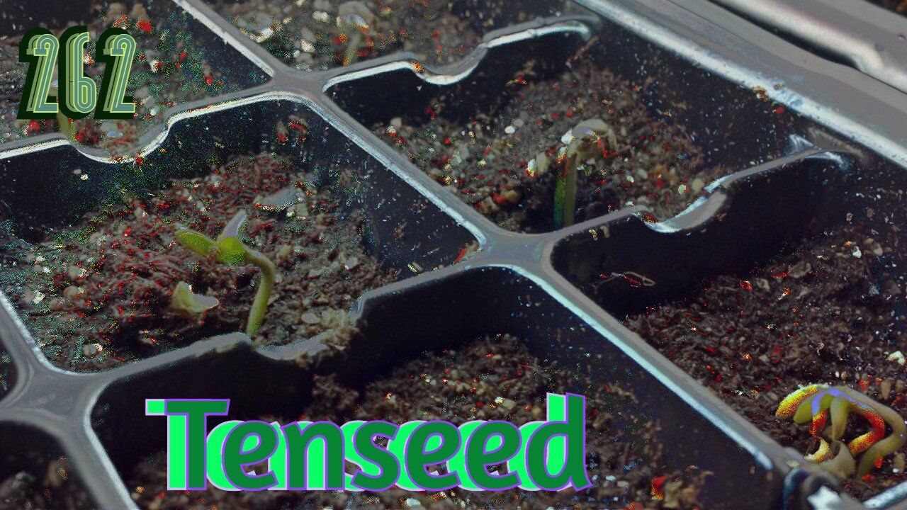 Midnight Oblivion Pt 262: Tenseed