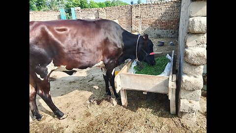 Dehati Zindagi | Cow Feeding & Village Life | گائے کو گھاس اور پانی دینا دیہات کی زندگی