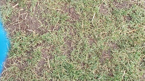 January 22 2026 dog shit cleaning