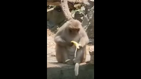Funny animal videos 2023 - Funny cats/dogs - Funny animals -Part82/Haypyy Pett