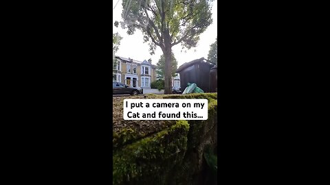Day in the life of snowy being teased by a magpie