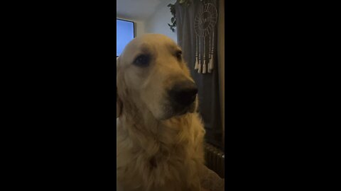 Layla Bananas #dog #trending #reels #fyp #goldenretriever