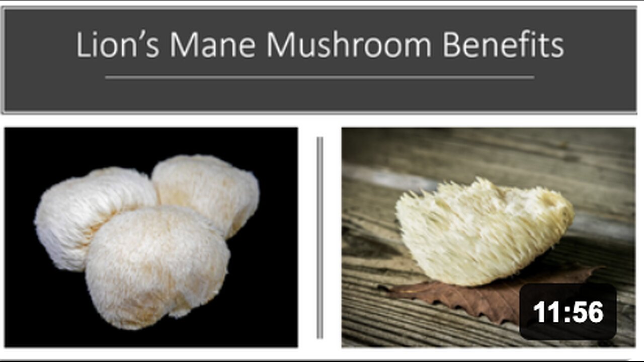 Lions Mane Mushroom Benefits