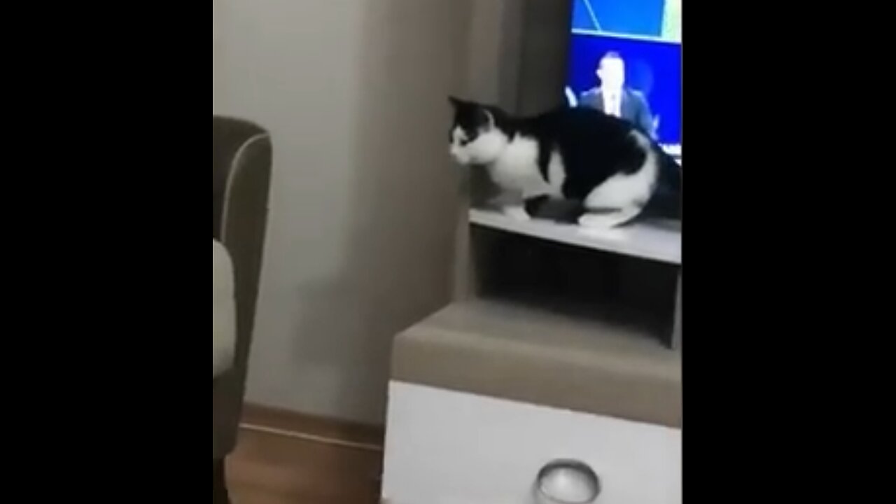 New Funny Cats and Dogs Videos