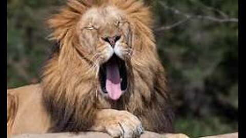 Good Morning, RUMBLE!!!!