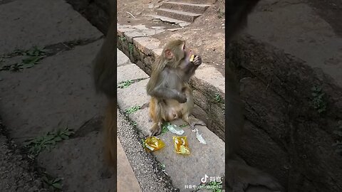 Don't waste food 👍Monkey