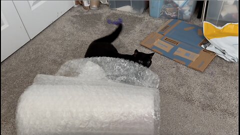 Cute Precious Piper Shares Outtakes and Bloopers - Adopting a Cat from a Shelter Vlog
