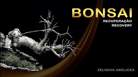 Do declínio à beleza: técnicas para recuperar seu bonsai: Bonsai SP
