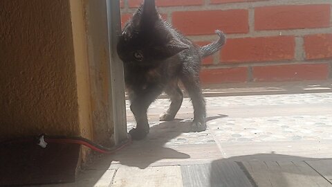 Cuando tú gata piensa que todo es comida 😺😸🍴