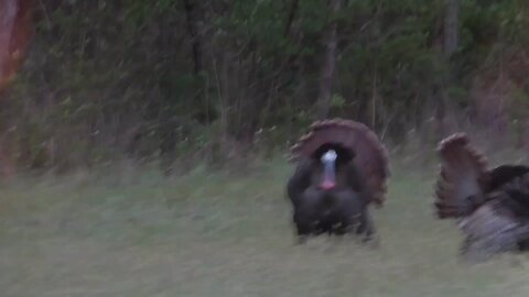 🎥 Carrying On a Dream: The Eric Corey Foundation (Turkey Tracks Hunt) 🦃💚