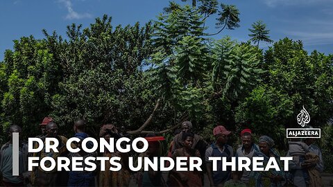 DR Congo_s tropical forests under threat_ Illegal logging in UNESCO World Heritage site