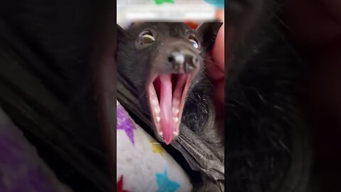 The bat crashed through the window and the guy saved her