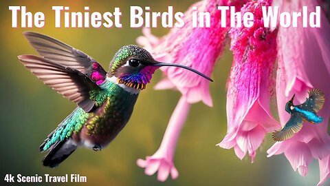 The smallest birds in the world / Cuties of the sky