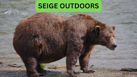 Katmai National Park Bear Feeding Live Stream!