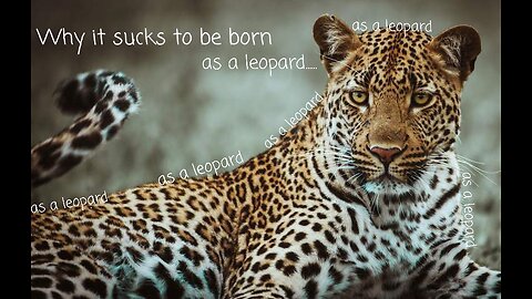 Why it sucks to be born as a leopard || Animal series #2