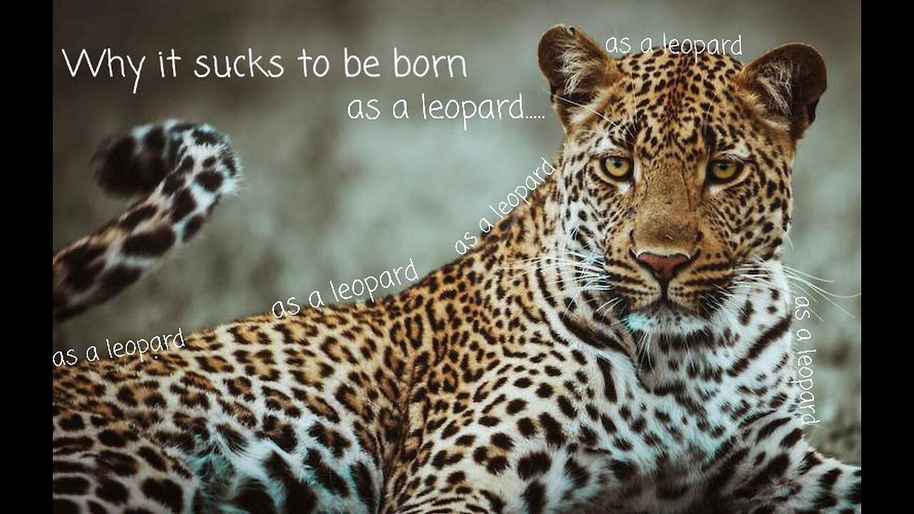 Why it sucks to be born as a leopard || Animal series #2