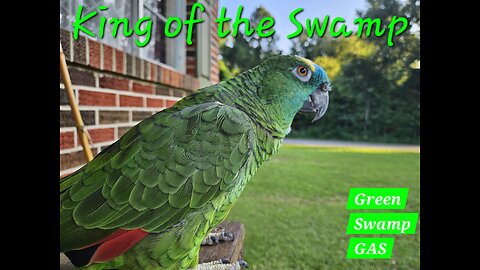 Porch Report 290725