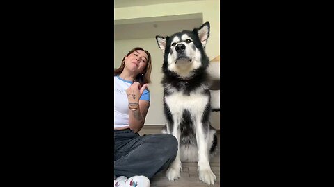 mi perro 🐕