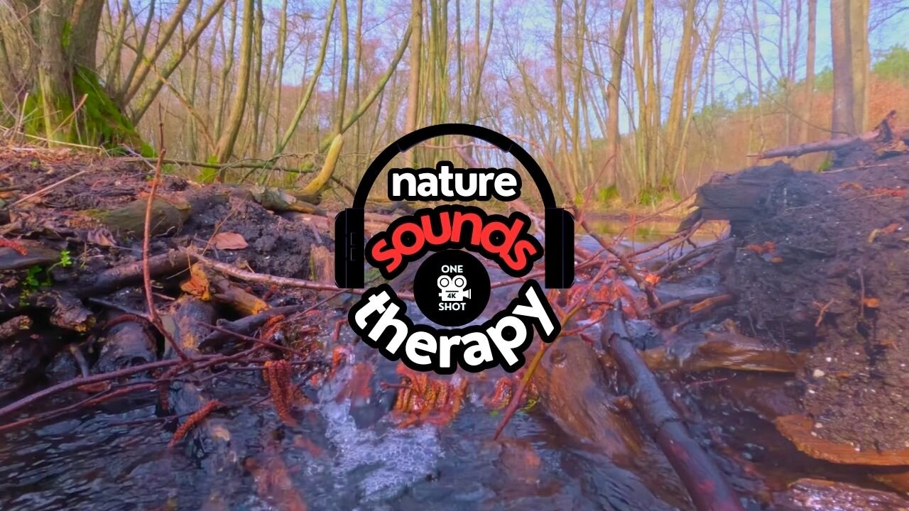 Gentle Forest Stream & Birdsong- Relaxing Nature Sounds 4K
