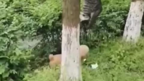 Tom & Jerry IRL 😹 | When Real Pets Do Cartoon Shenanigans