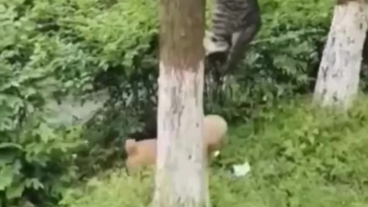 Tom & Jerry IRL 😹 | When Real Pets Do Cartoon Shenanigans