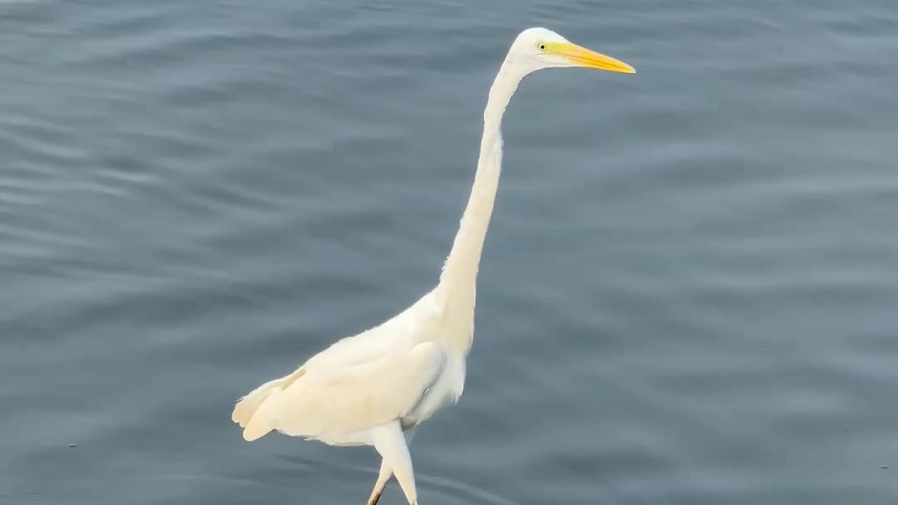 A white bird walking in the water