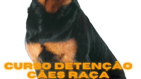 Curso Detenção Cães raça perigosa Ou Potencialmente Perigosos