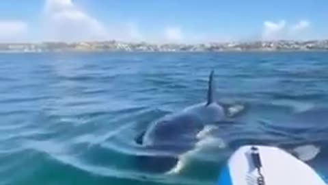 girl is terrified that the killer whales surrounding her might attack