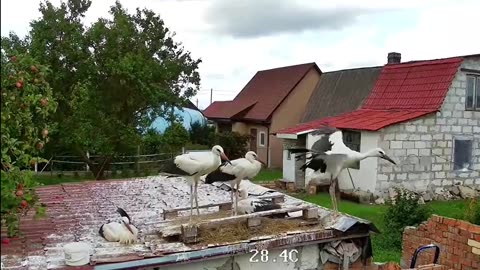 A hardworking stork, practicing before its first flight 👏👏👍😀