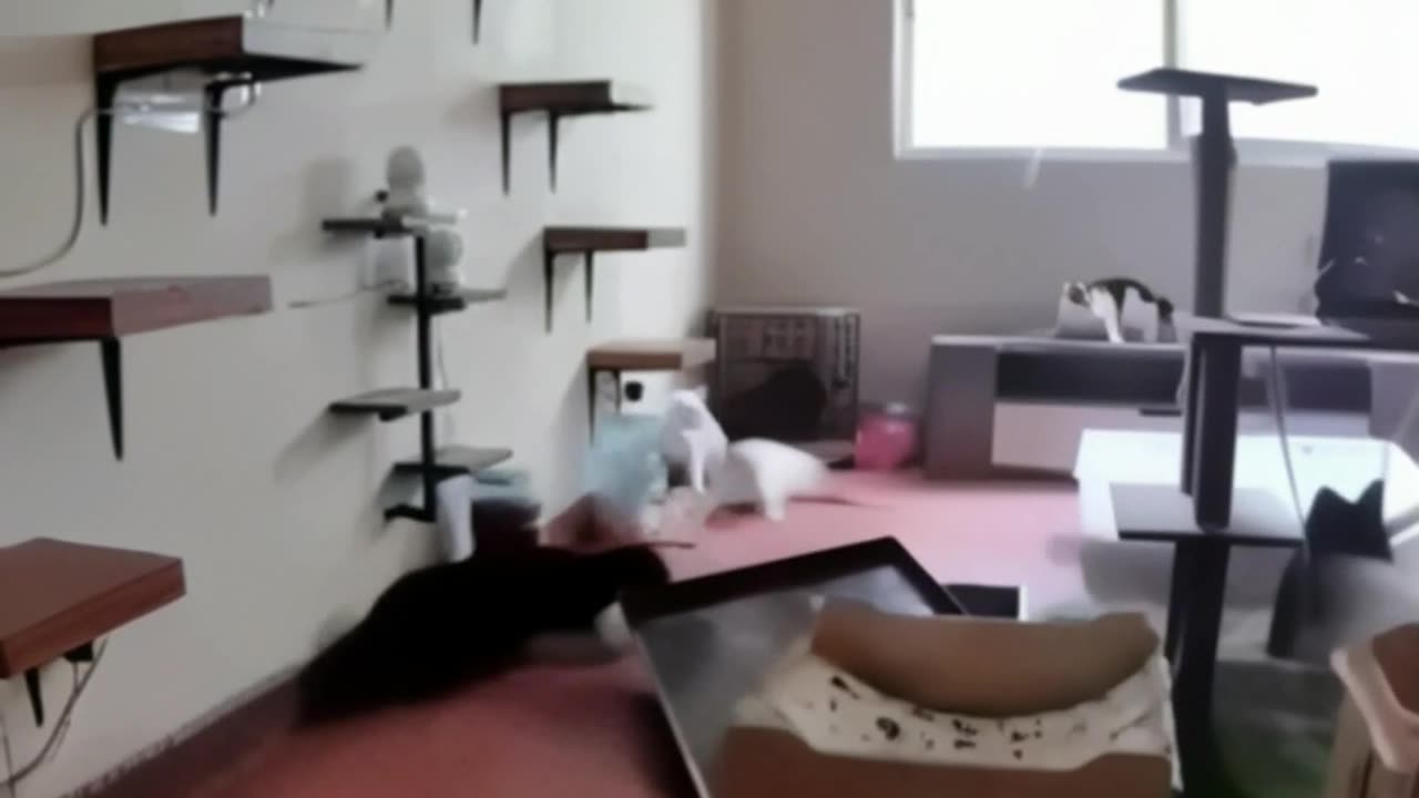 Don't Panic, Be Cool For Cats