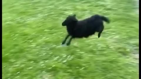 this sheep got hops! 😂you gotta see this jump!