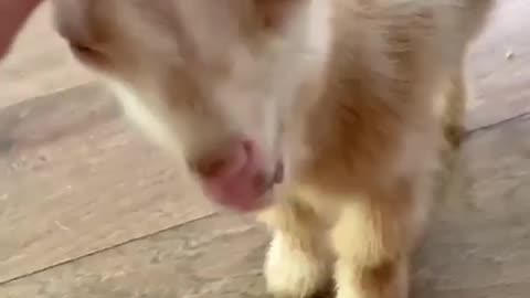 Cute baby goat