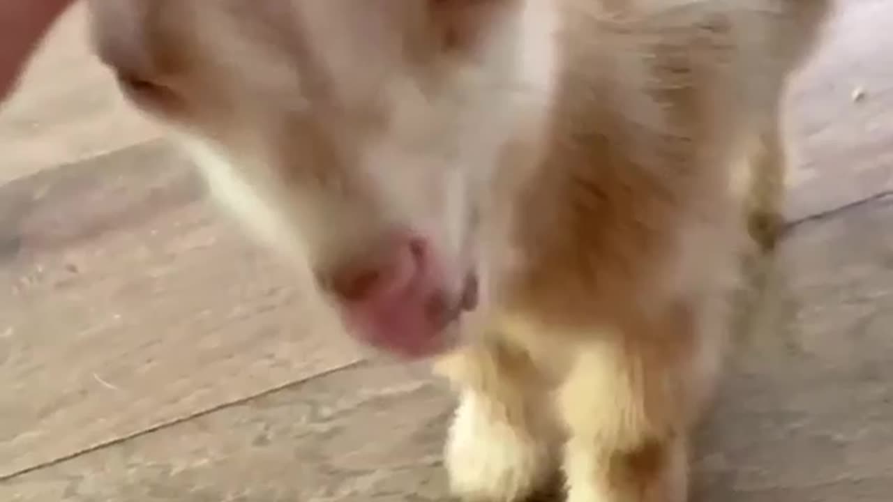 Cute baby goat