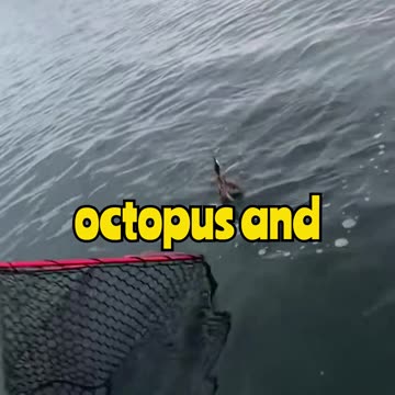 "Fisherman vs Octopus: He Got Inked in the FACE! 🤯🐙 #EpicFail #OctopusAttack #Inked