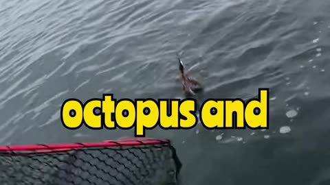 "Fisherman vs Octopus: He Got Inked in the FACE! 🤯🐙 #EpicFail #OctopusAttack #Inked