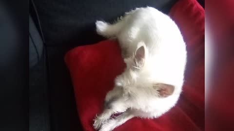 dog