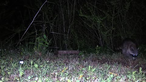 Raccoon fights with ants