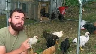 How to speak Chicken?