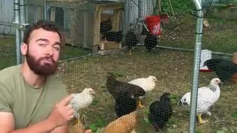 How to speak Chicken?