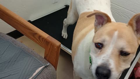 Cherry 9y A571988 @TRN, from kennel 171 PACC shelter lovely lady20250518_144205618