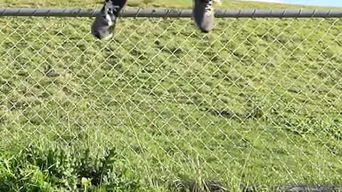 how animals jump over fence