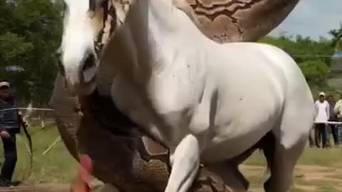 Trending: Wildlife Attack Caught on Camera! Man Saves Horse from Giant Snake #sh