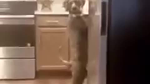 Oh dang, they're onto me.. time to act normal 🐶😭