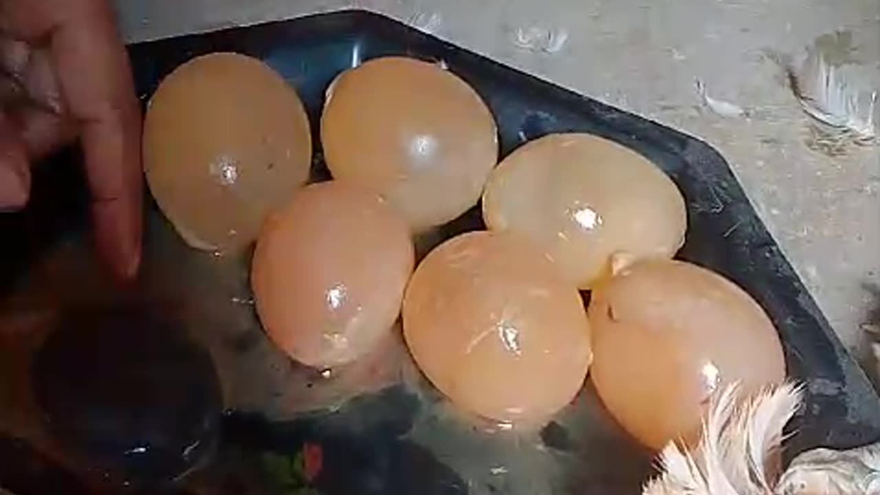 6 Big egg in the hen belly
