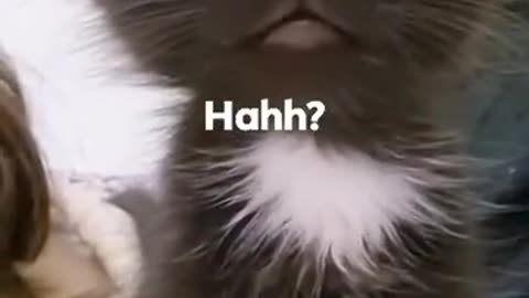 hah