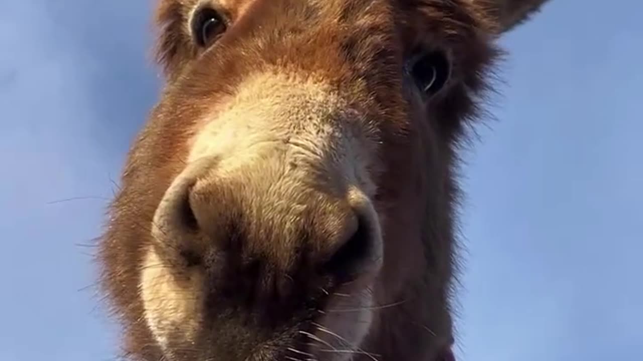 donkey