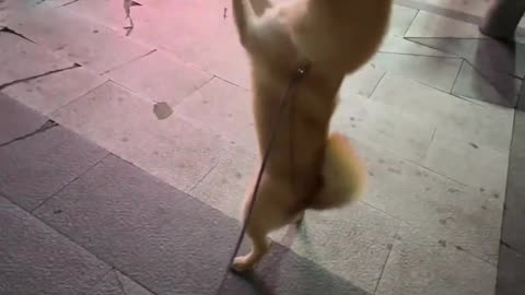 Dancing dog