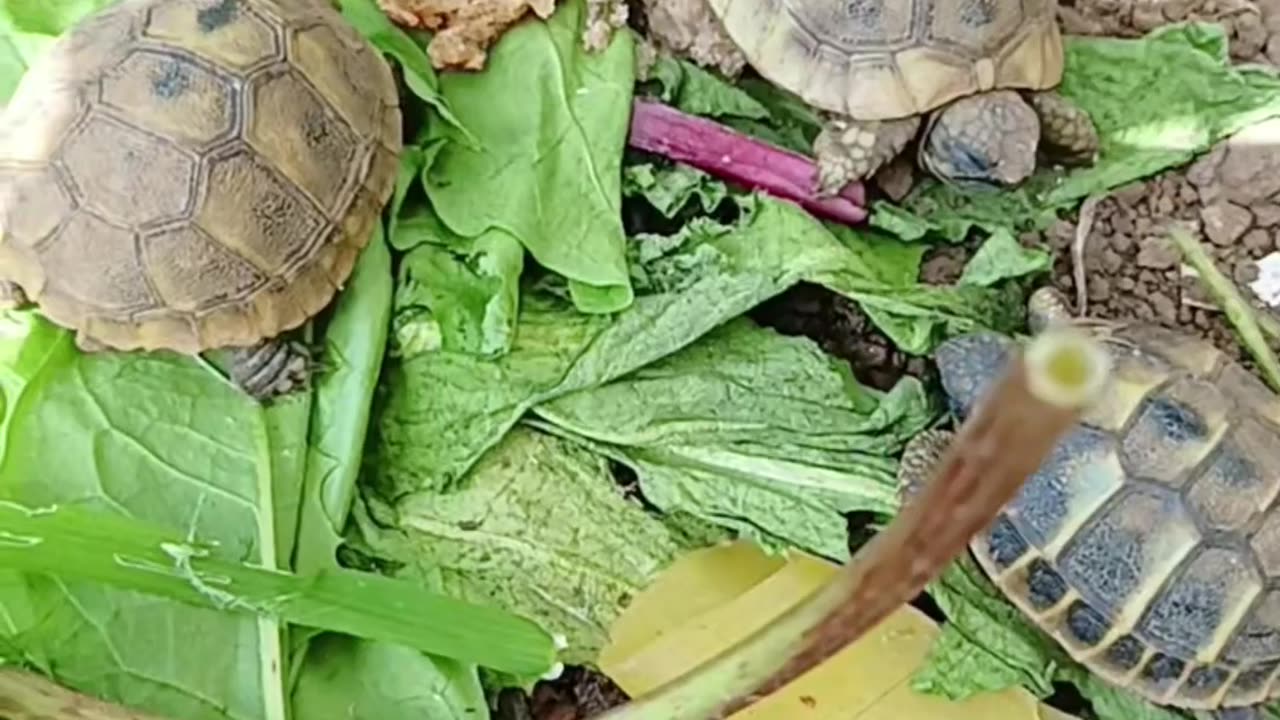 New baby turtles🐢🐢DISCOVER